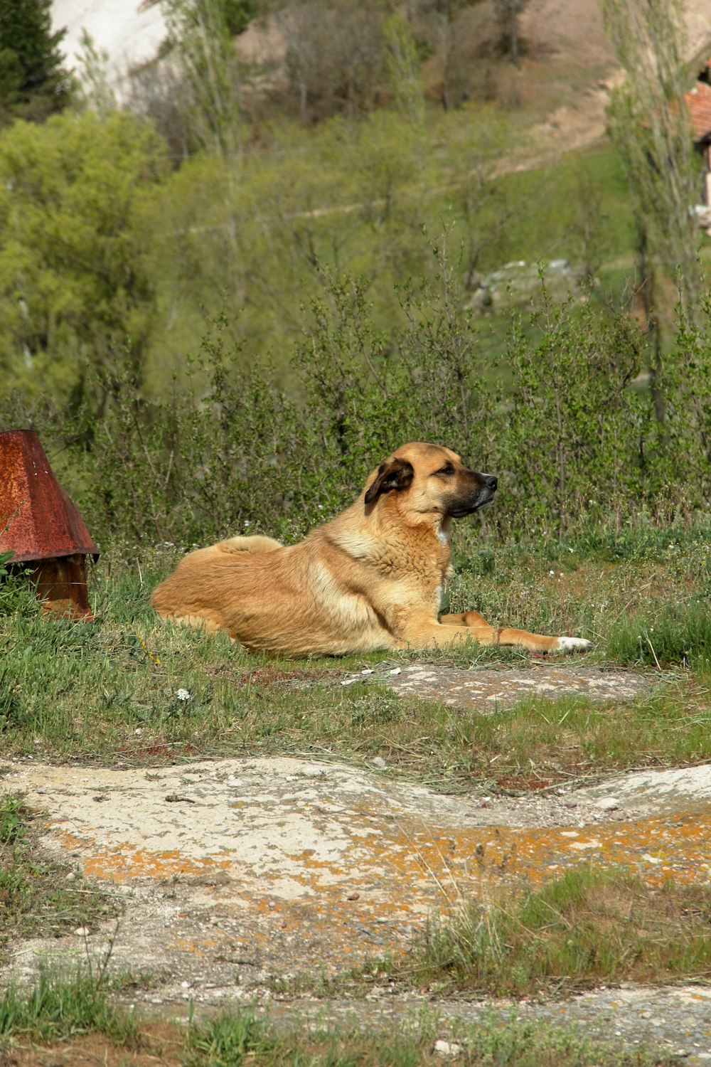 a large brown dog laying on top of a grass covered field