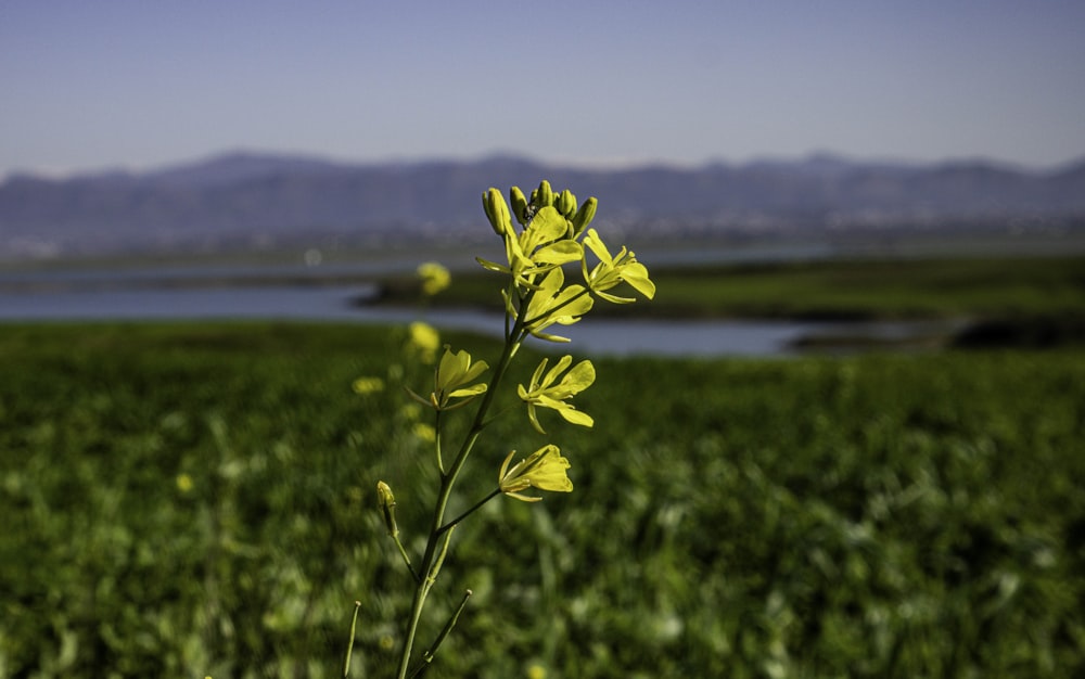 a plant in a field with a lake in the background