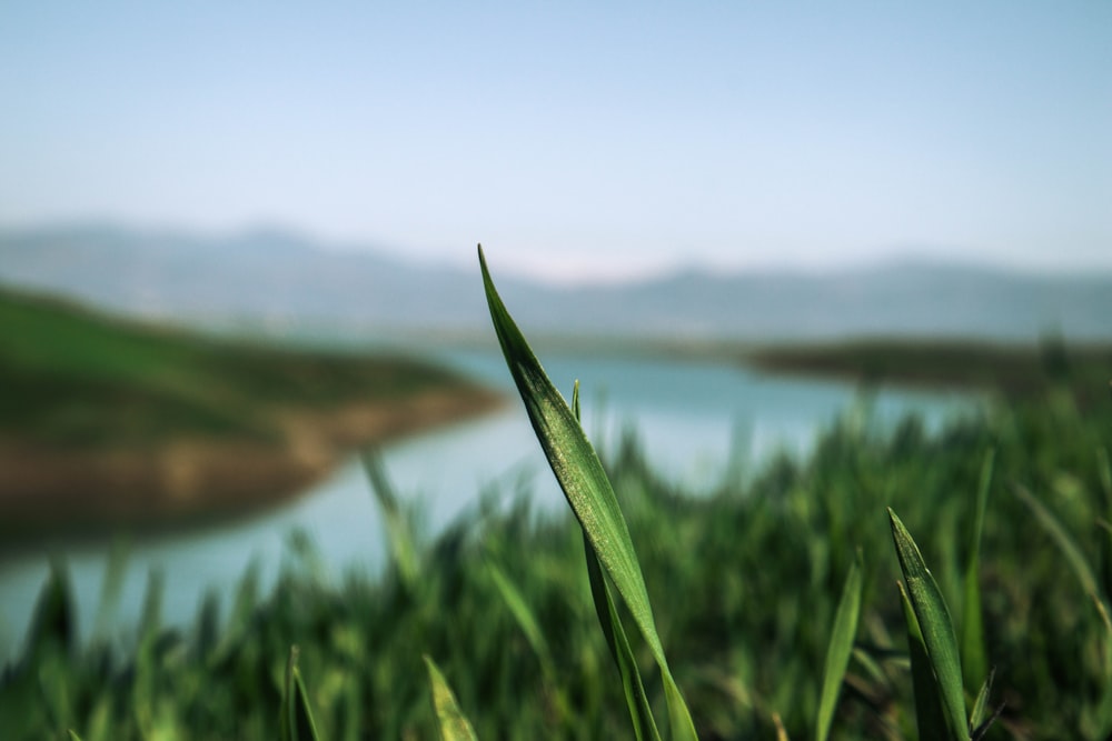 a close up of a green plant with a lake in the background