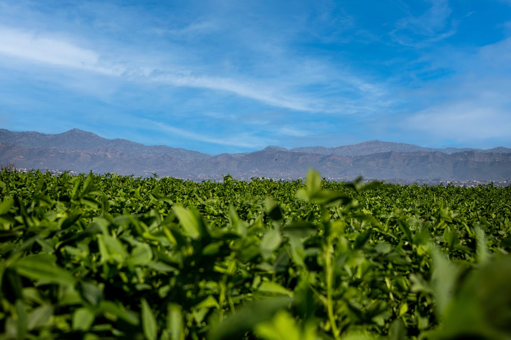 a field of green plants with mountains in the background