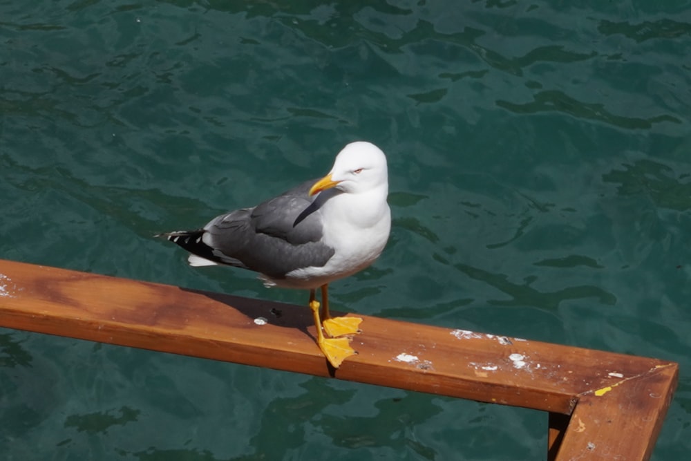 a seagull sitting on a wooden railing near the water