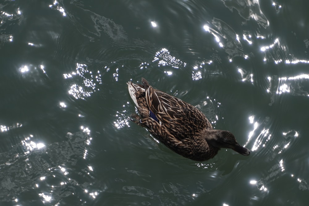 a duck floating on top of a body of water