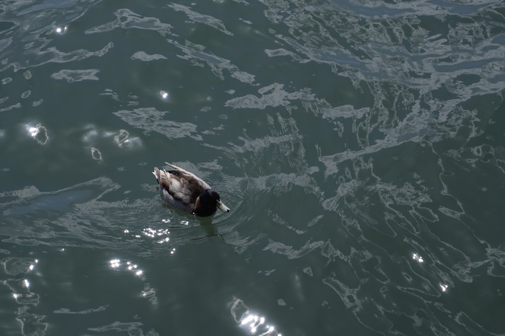 a duck floating on top of a body of water