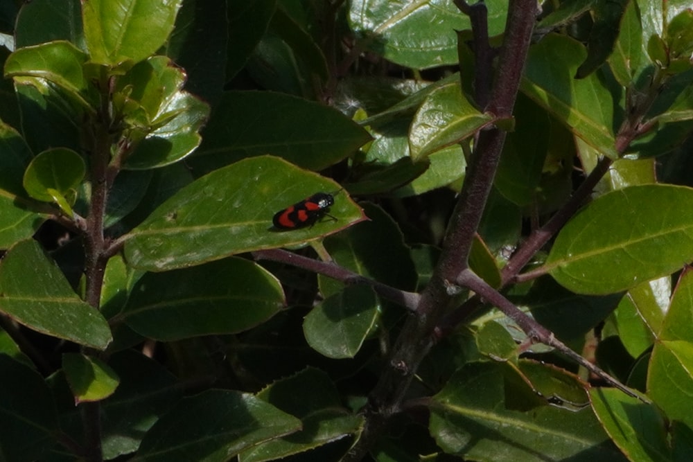 a red and black bug sitting on top of a leafy tree