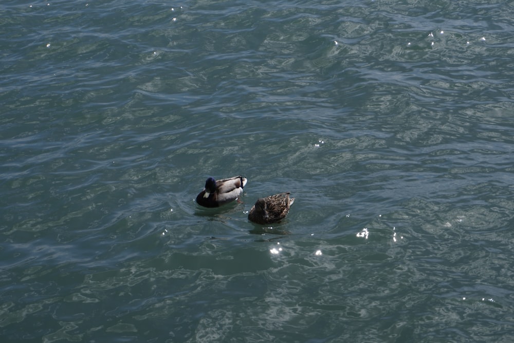 a couple of ducks floating on top of a lake