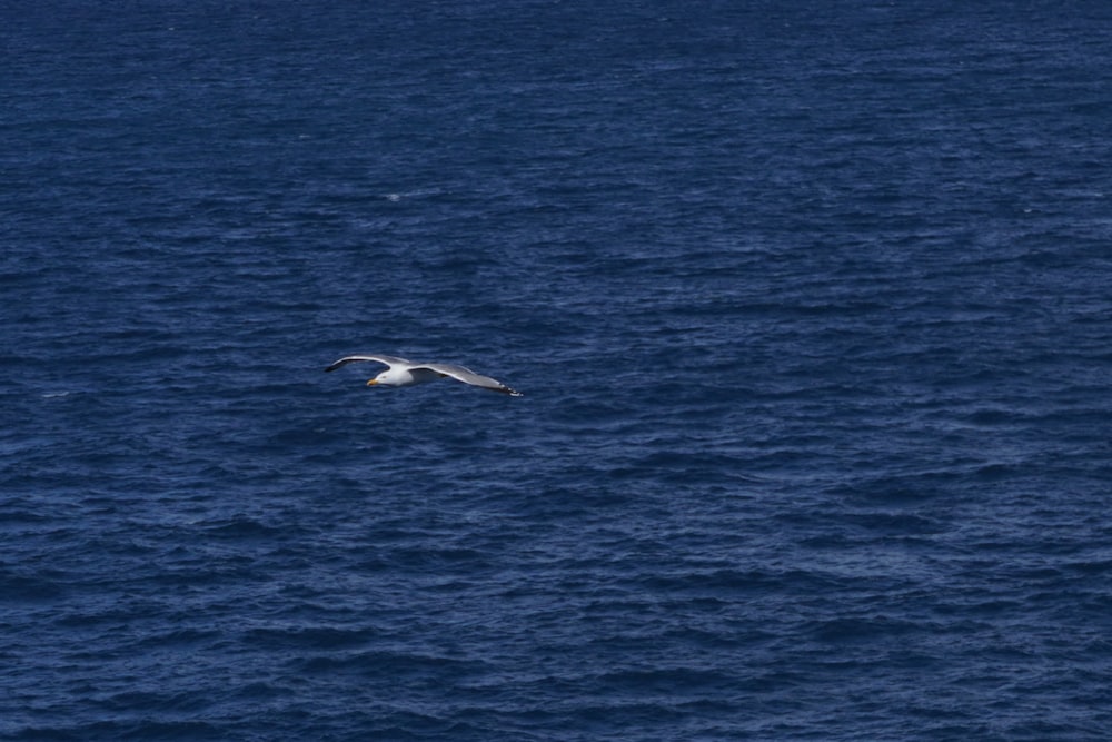 eine Möwe, die über ein Gewässer fliegt