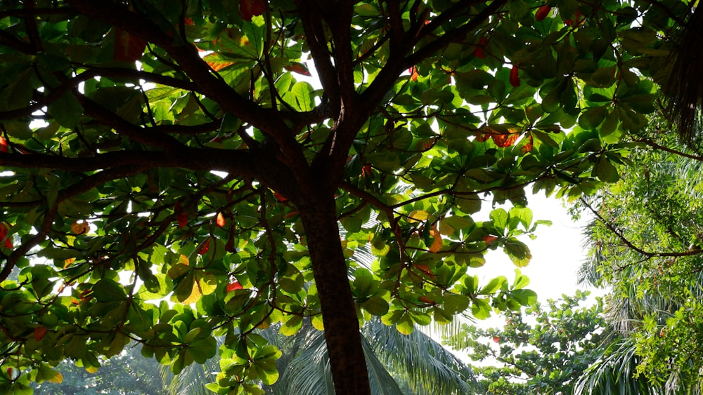 a tree with lots of green leaves on it