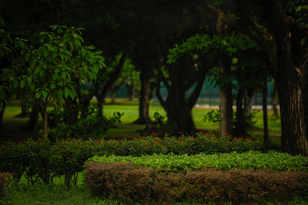 a lush green park filled with lots of trees