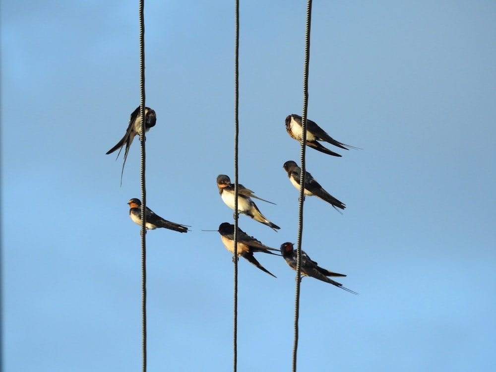 a flock of birds sitting on top of a rope
