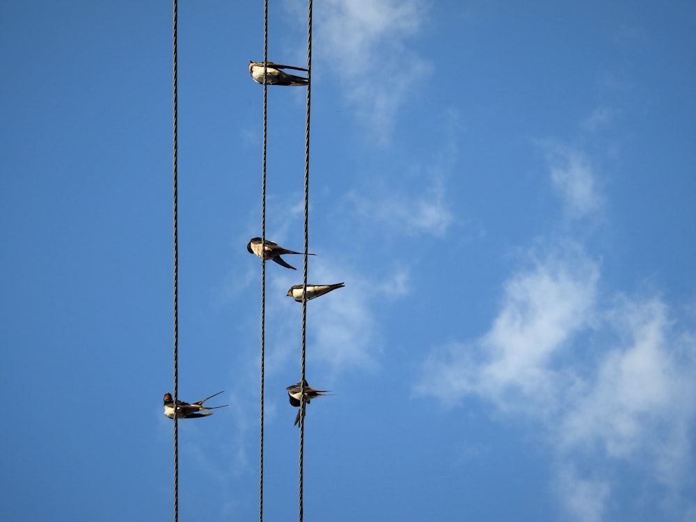 a flock of birds sitting on top of a power line