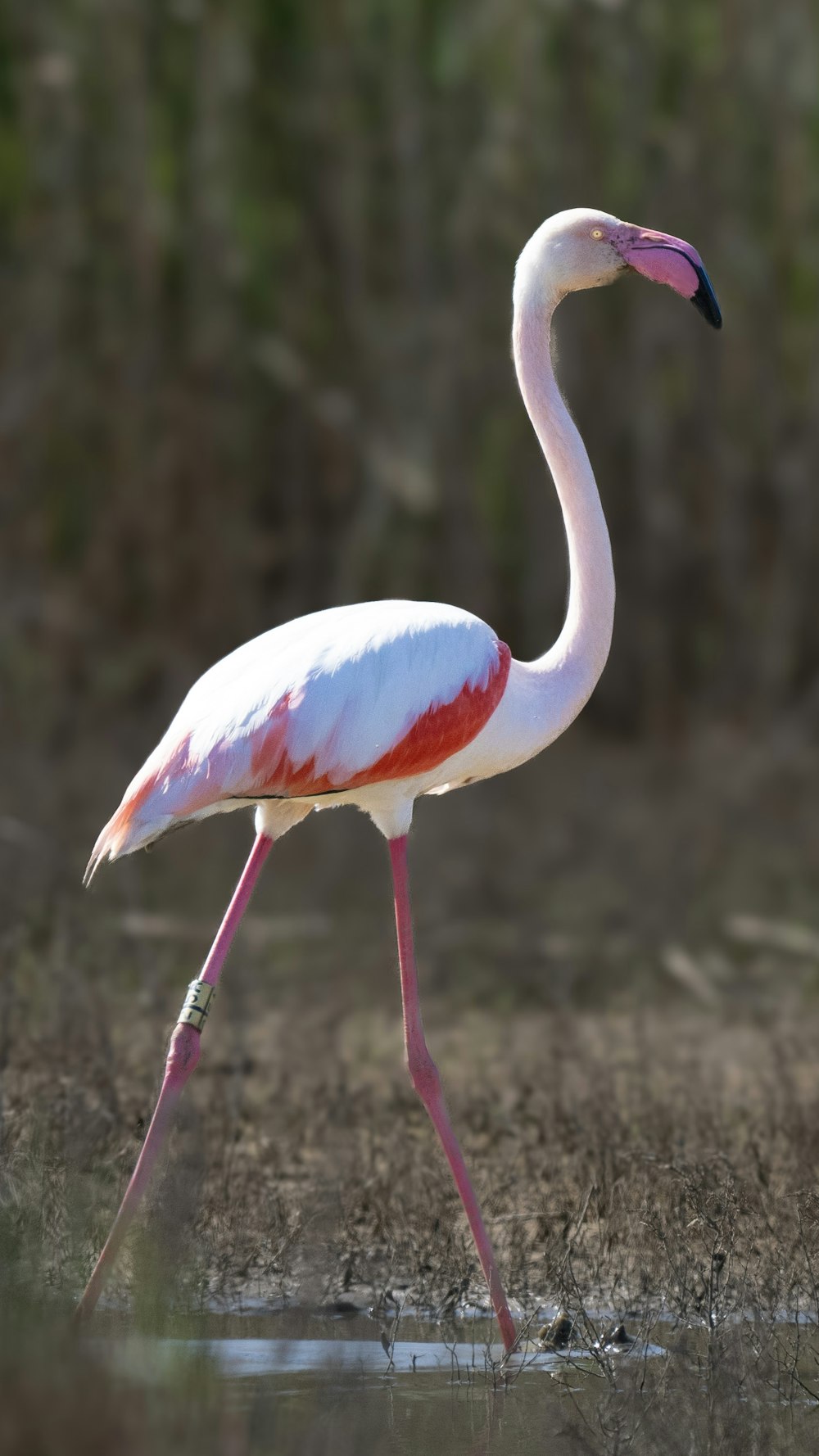 a pink and white bird standing in a body of water