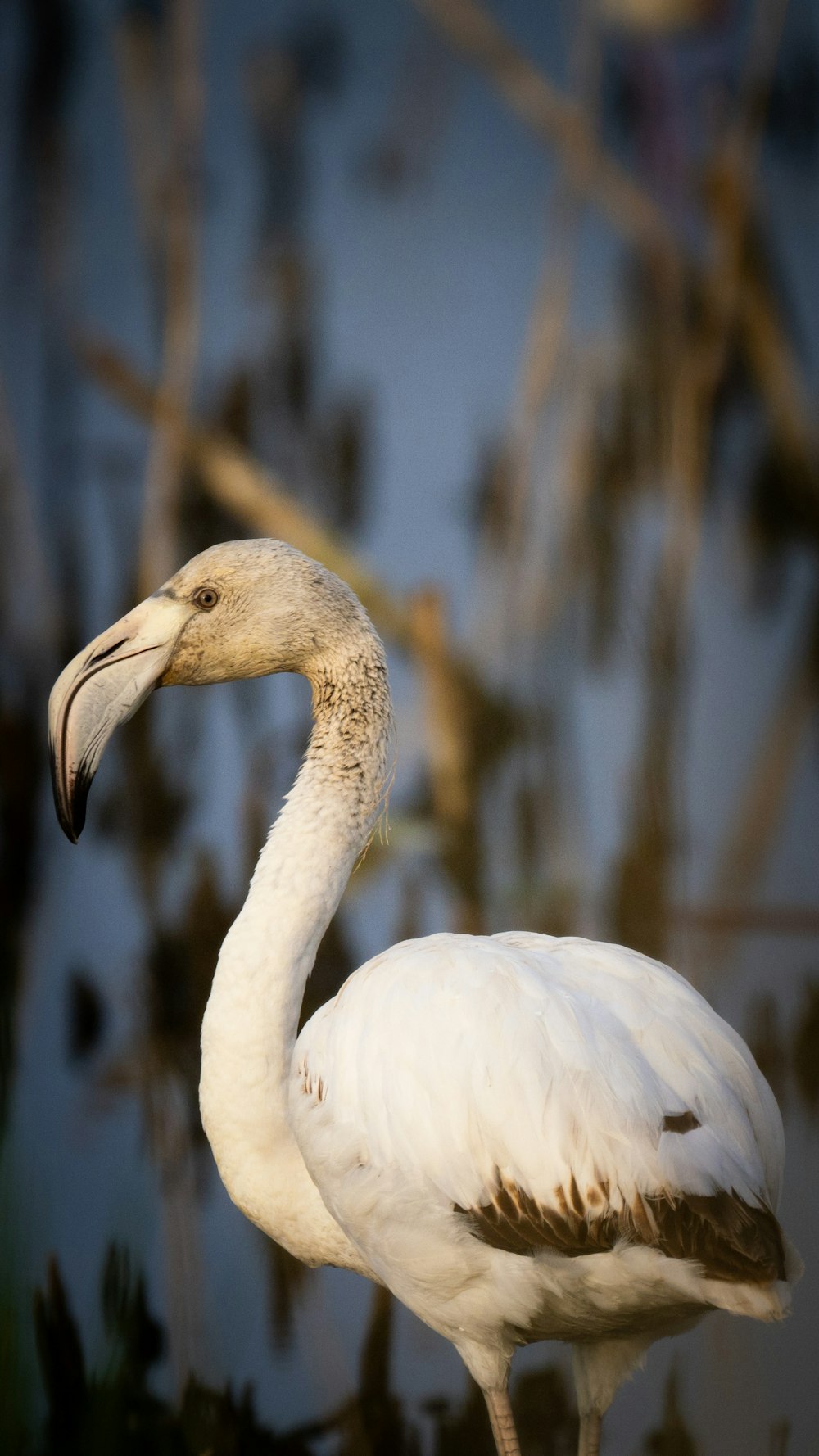 a large white bird standing next to a body of water