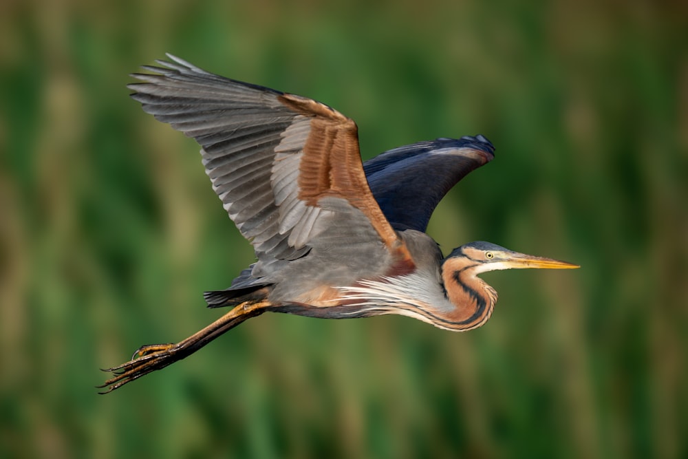 a bird flying through the air with its wings spread