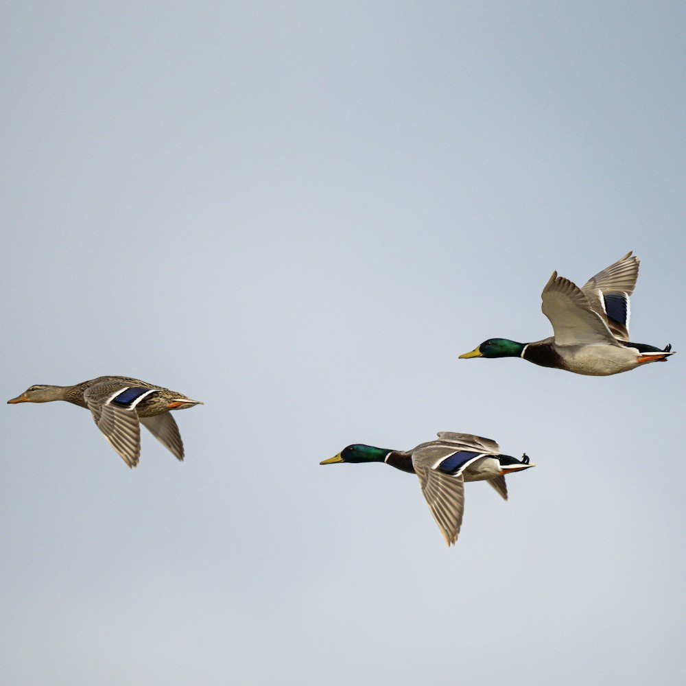 three ducks are flying in the sky together