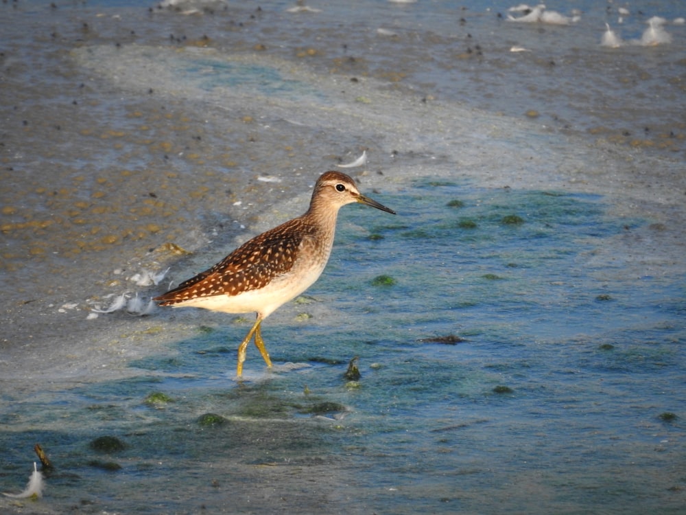 浜辺の浅瀬に立つ鳥