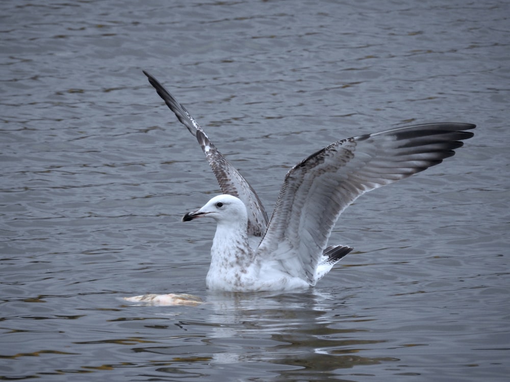 a seagull flapping its wings in the water