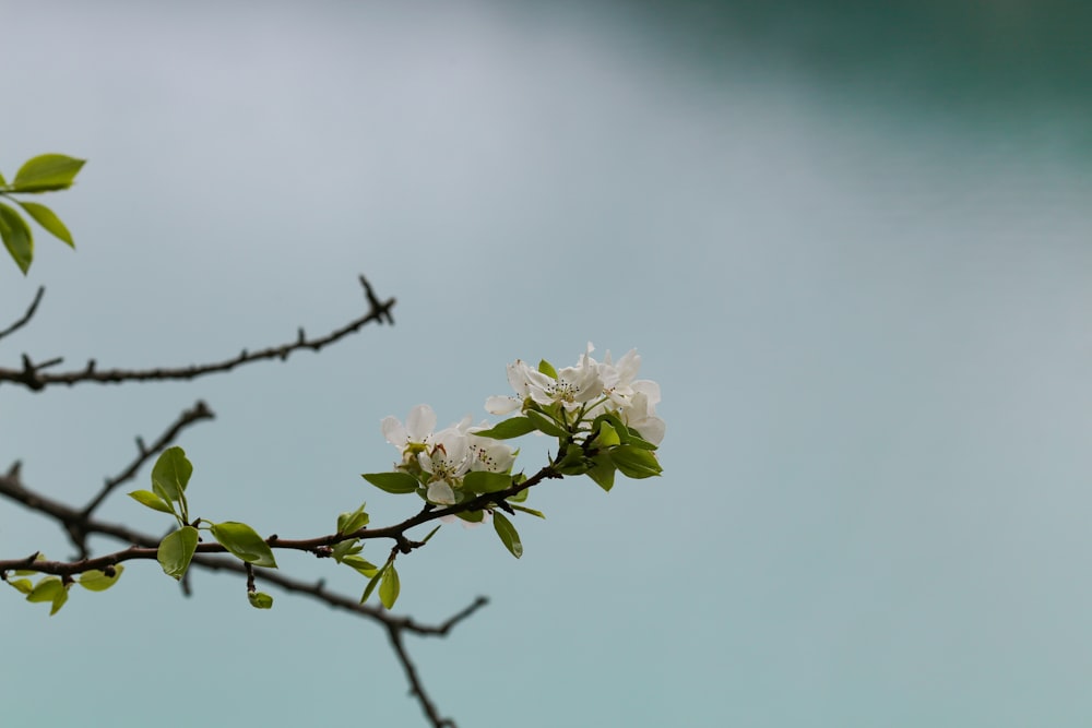 a branch of a tree with white flowers