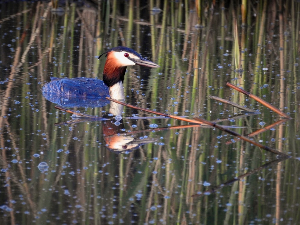 a blue and white bird floating on top of a body of water