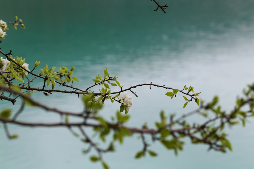 a branch of a tree with white flowers