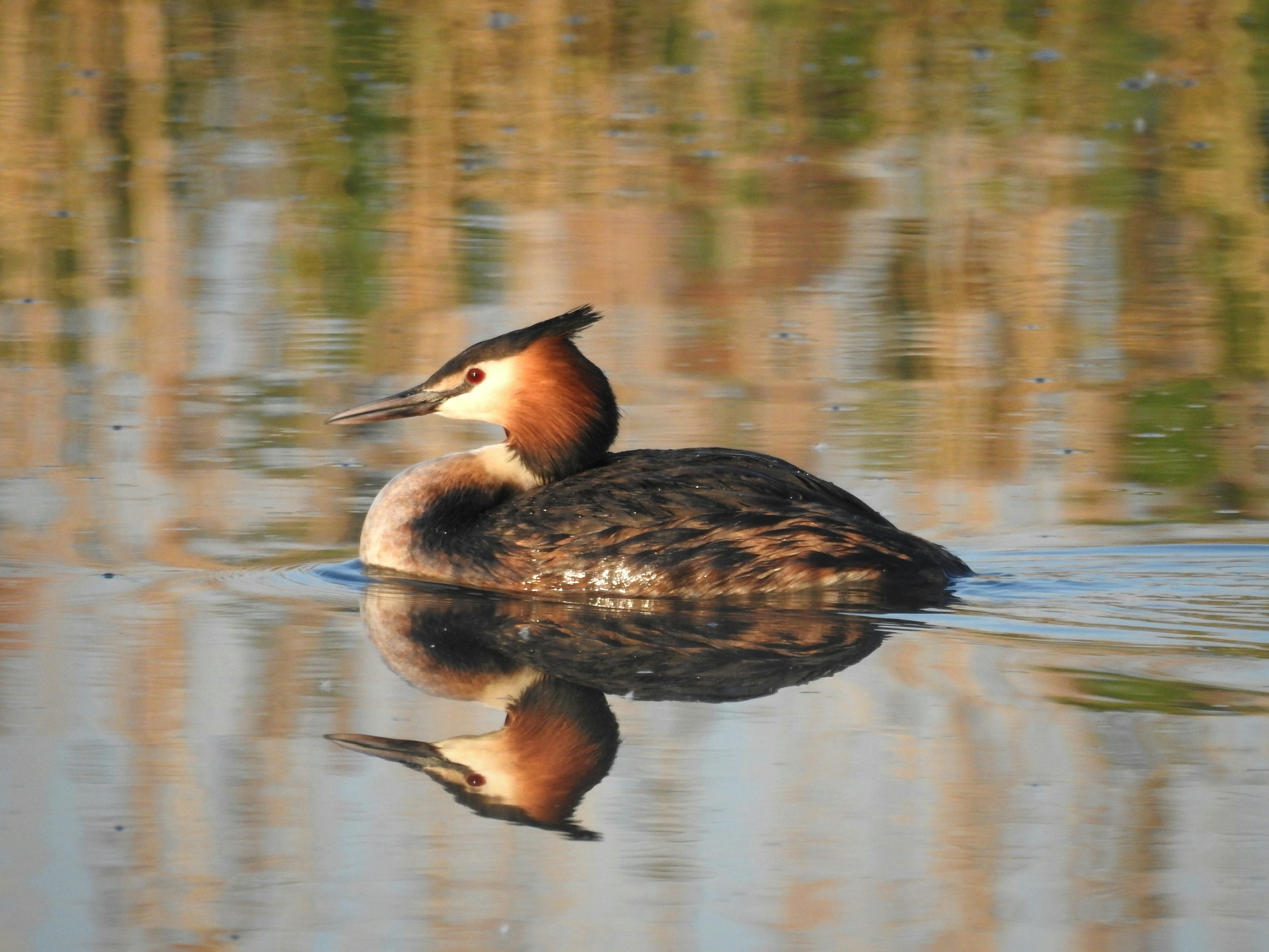 8. Great Crested Grebe&rsquo;s Mirrored Moves (image credits: unsplash)