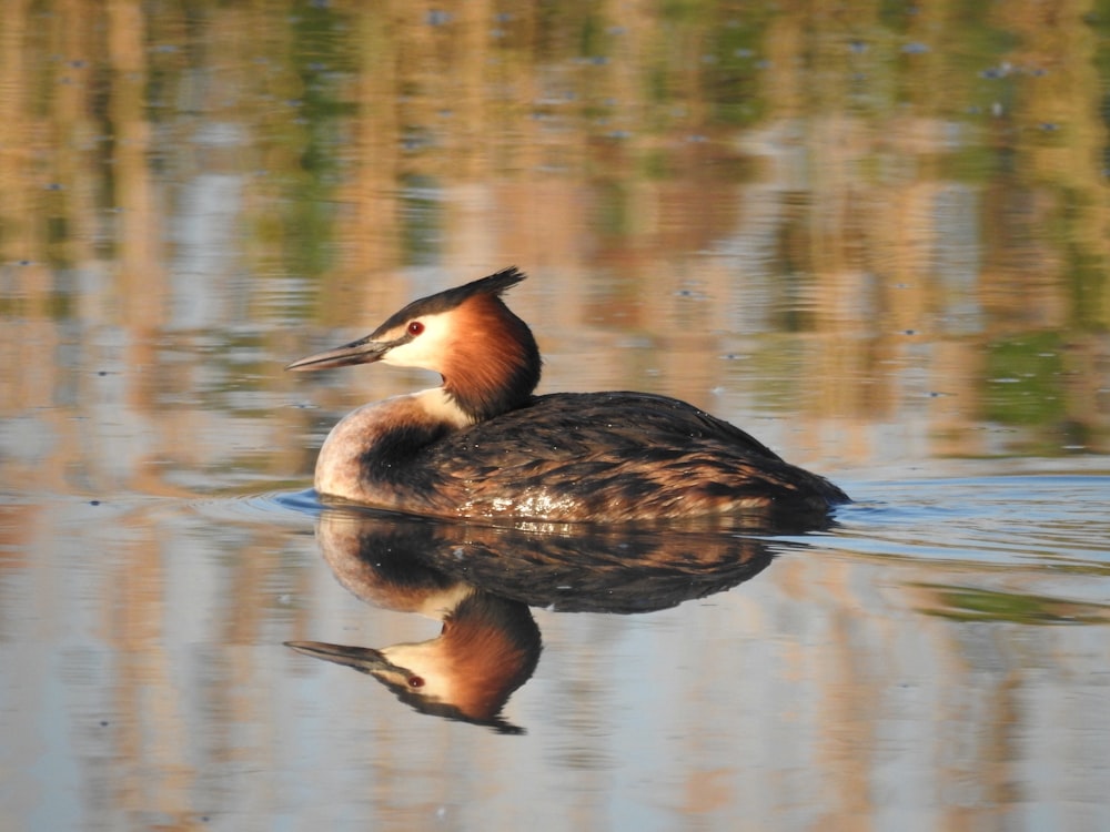a brown and white duck floating on top of a body of water