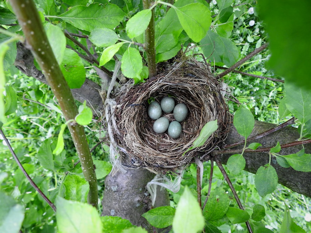 un nido de pájaro en un árbol con cuatro huevos