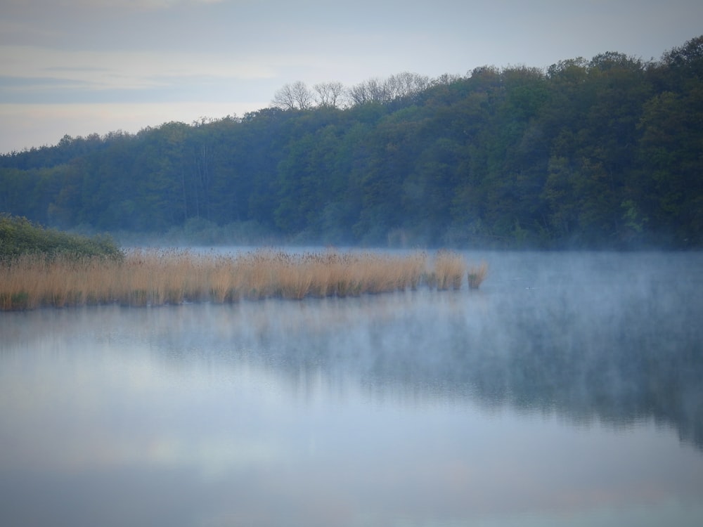 a body of water surrounded by trees and fog