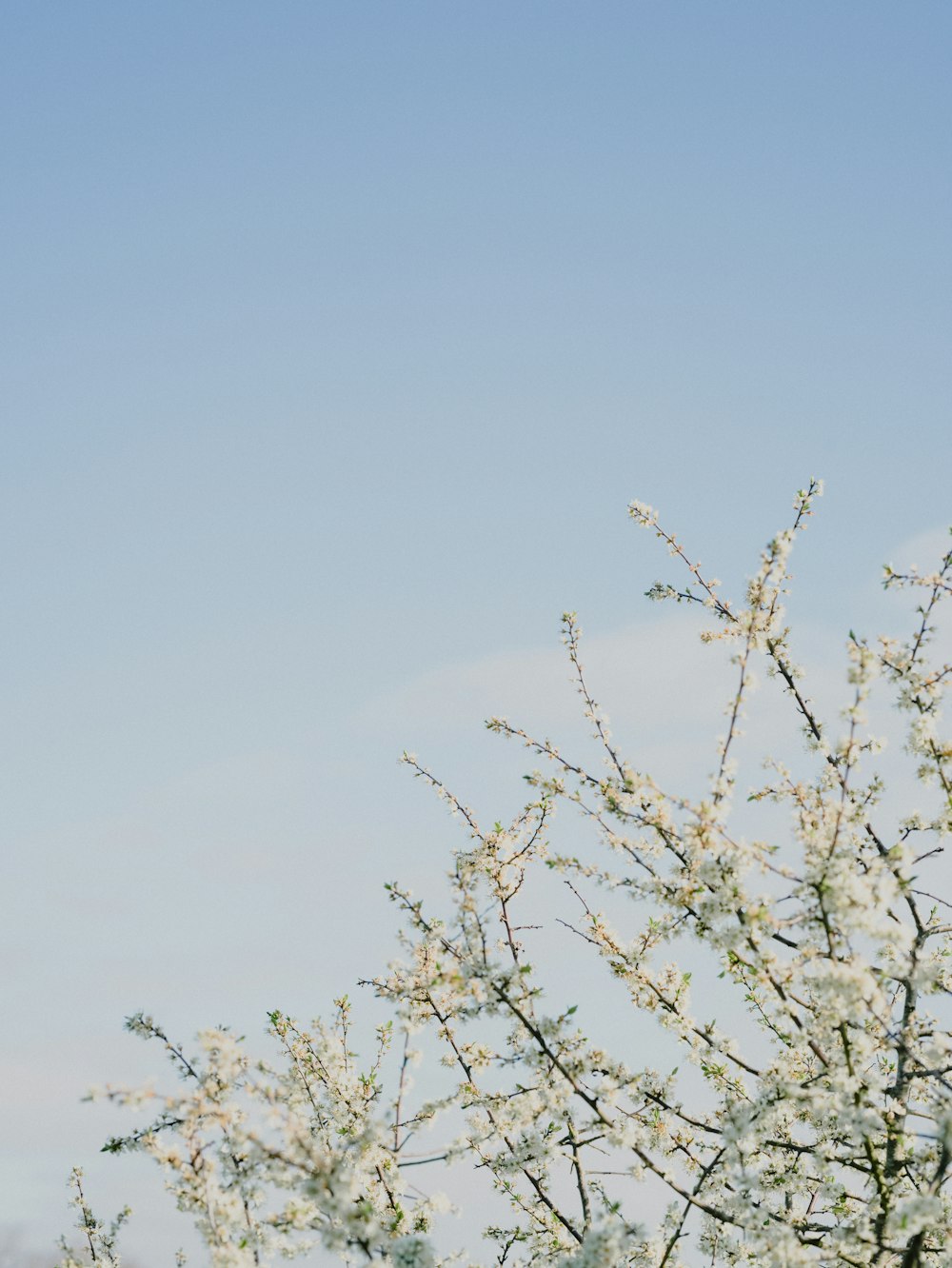 a tree with white flowers in the foreground and a blue sky in the background