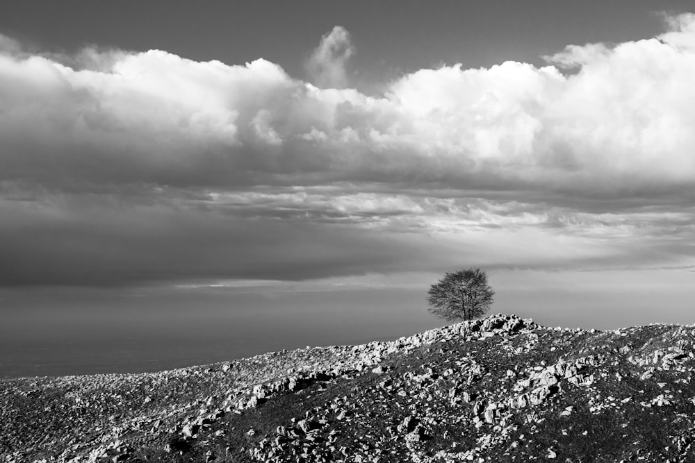 a lone tree sitting on top of a rocky hill