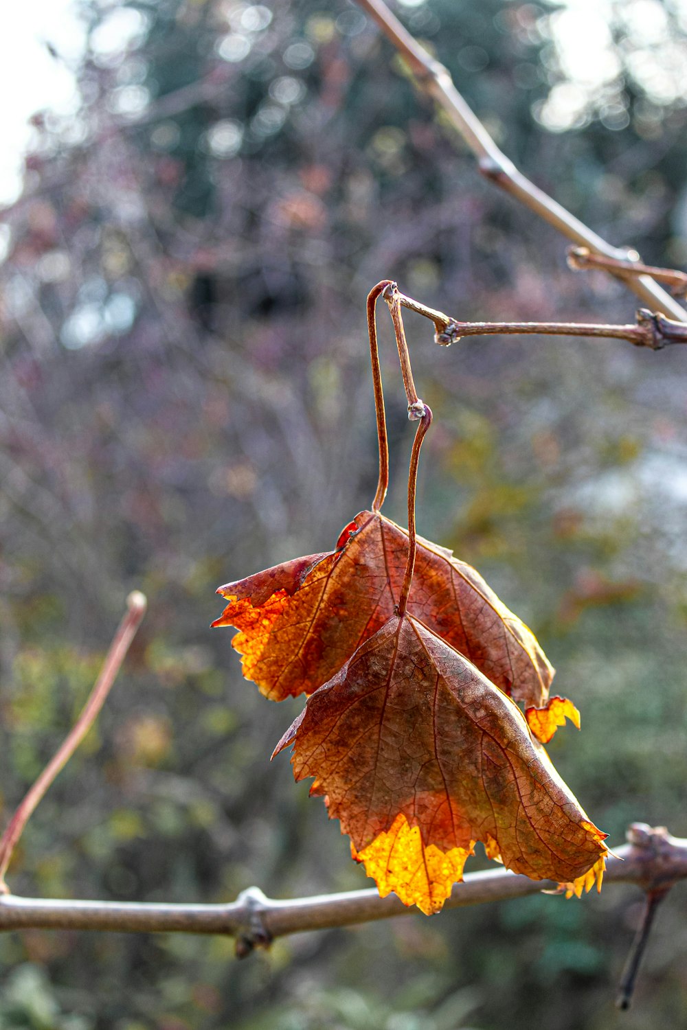 a branch with some leaves on it in front of some trees