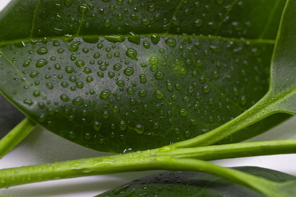 a green leaf with water drops on it