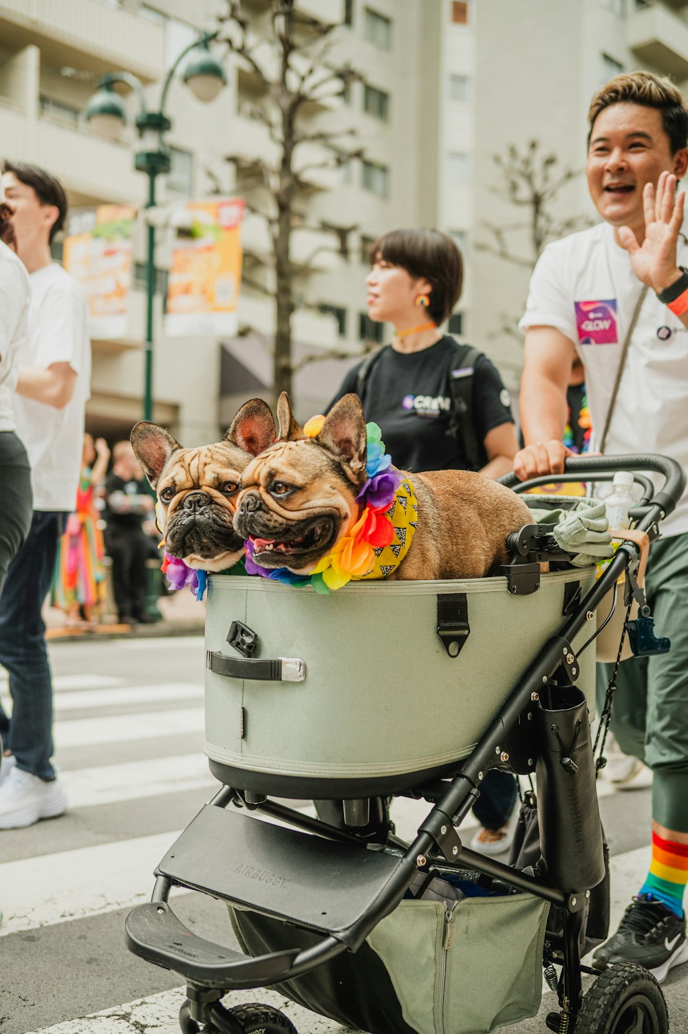 a dog in a stroller on a city street