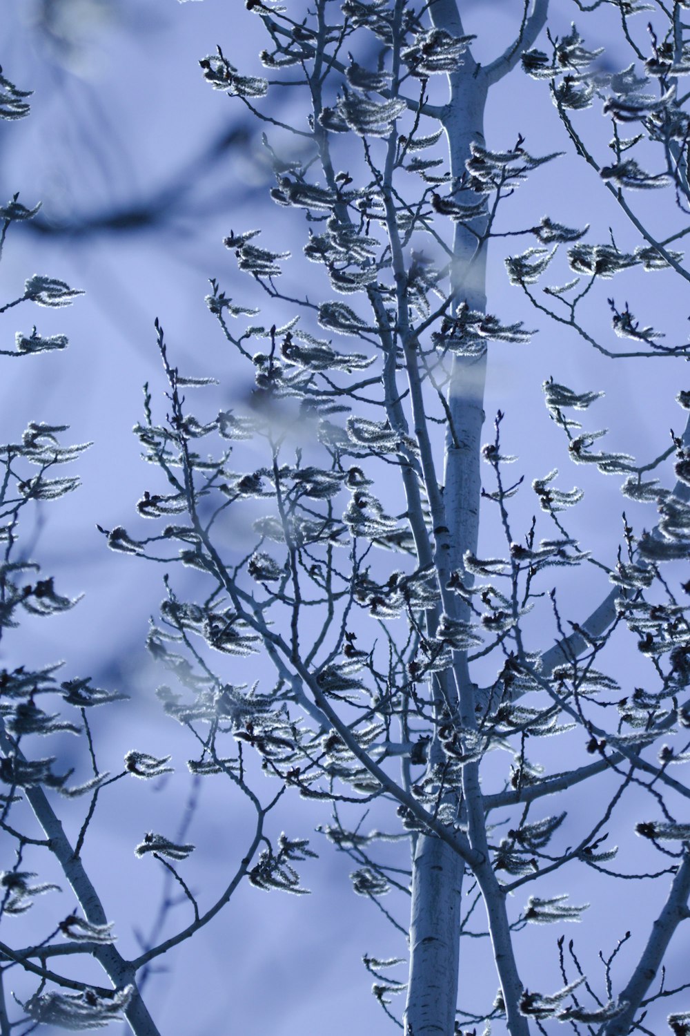 a tree with lots of birds perched on it