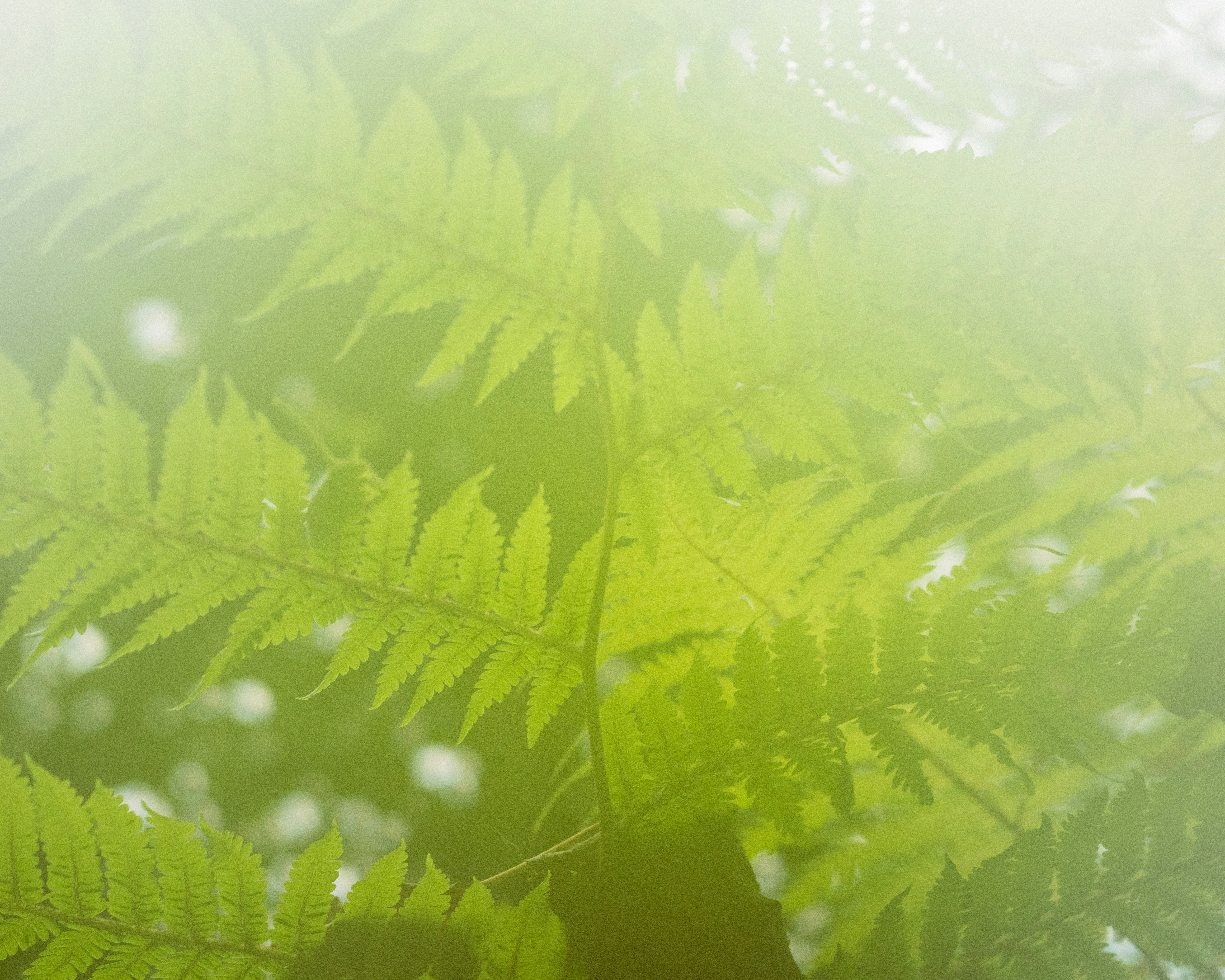 Understanding Hemp Derived THCA and how It Differs from THC