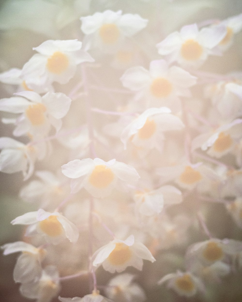um close up de um ramo de flores brancas