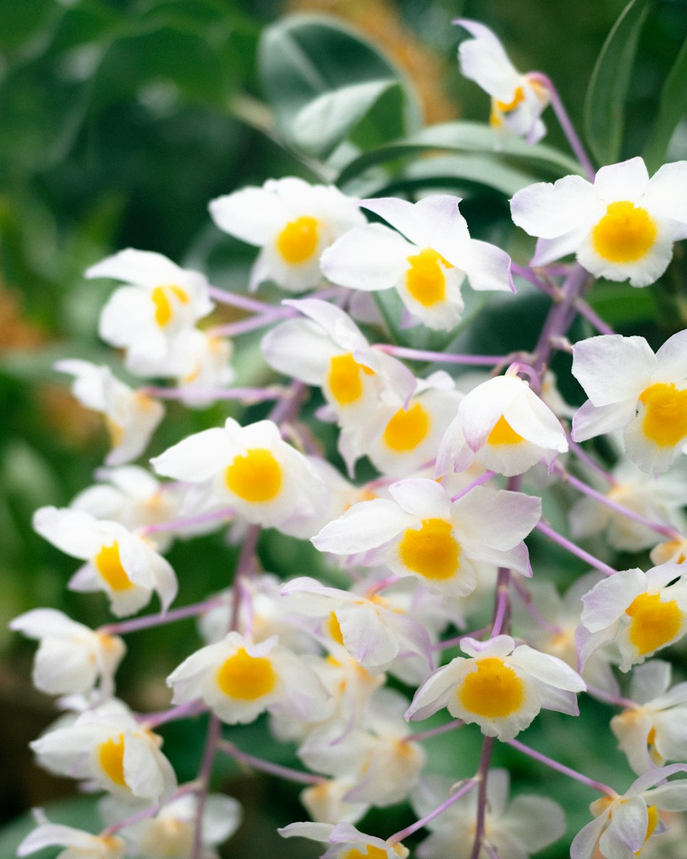 um ramo de flores brancas com centros amarelos