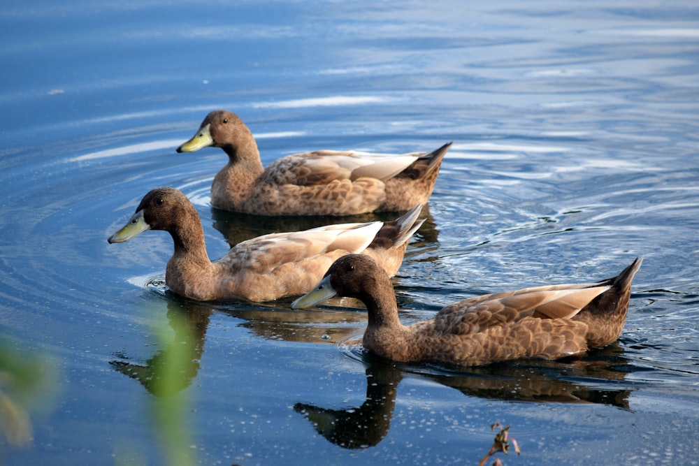 three ducks are swimming in the water together