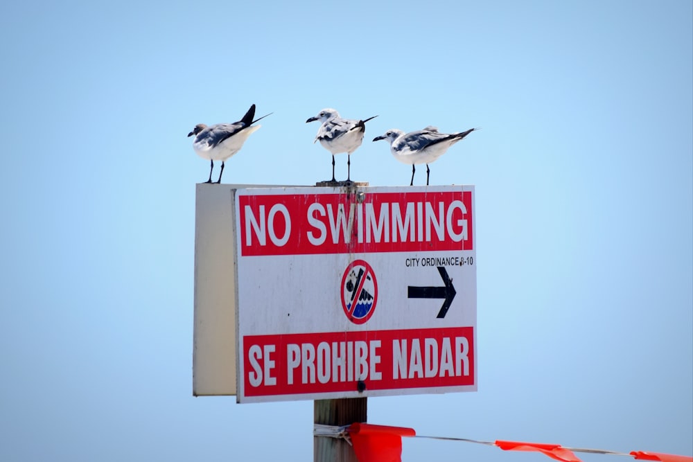 three seagulls sitting on top of a no swimming sign