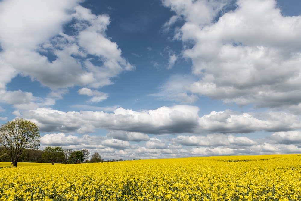 a field full of yellow flowers under a cloudy sky