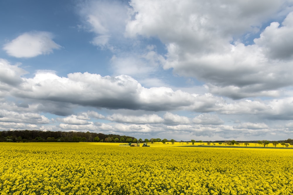 a field full of yellow flowers under a cloudy sky