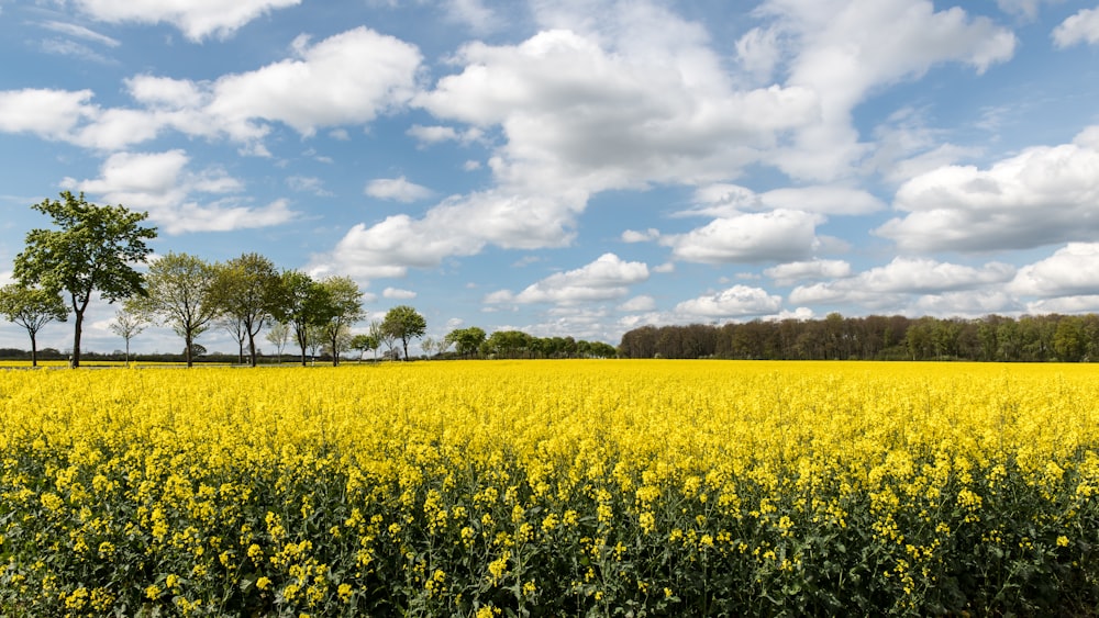a field full of yellow flowers under a cloudy blue sky