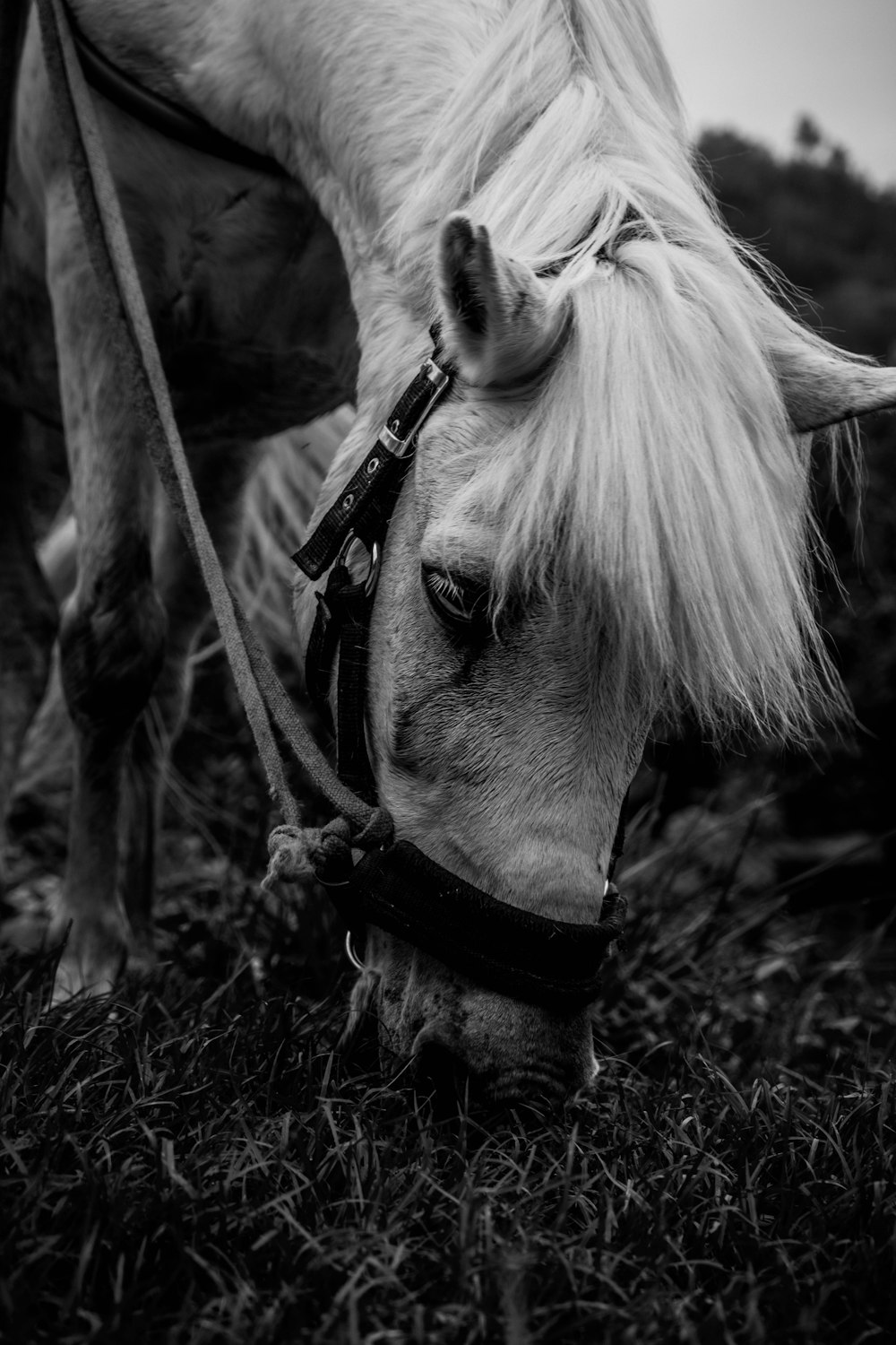 a black and white photo of a horse eating grass