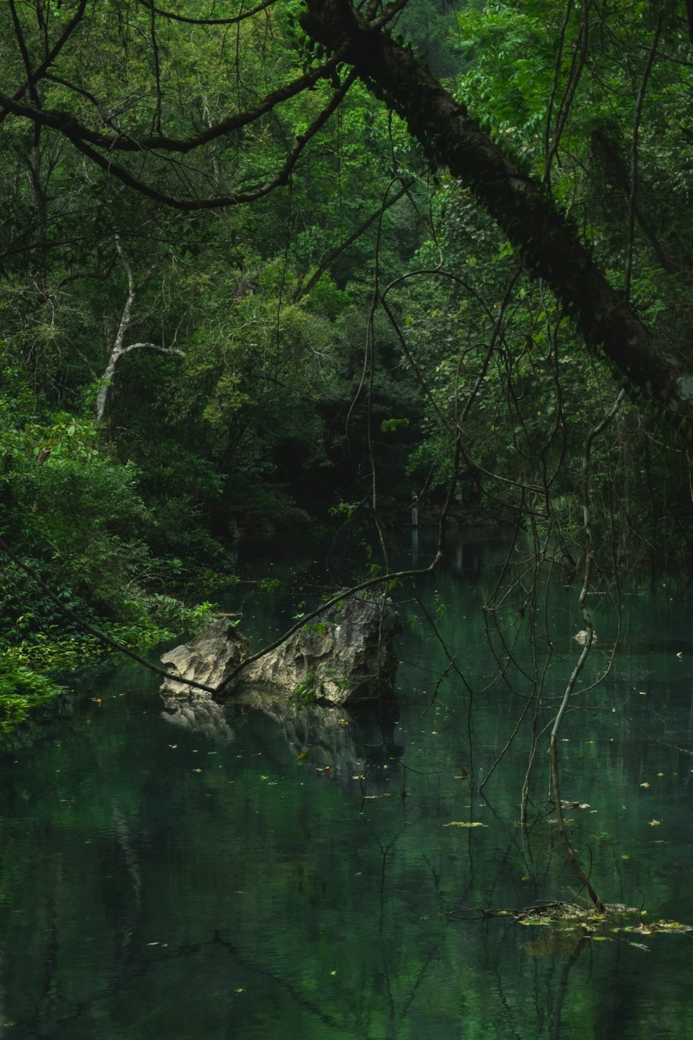 a body of water surrounded by trees and rocks