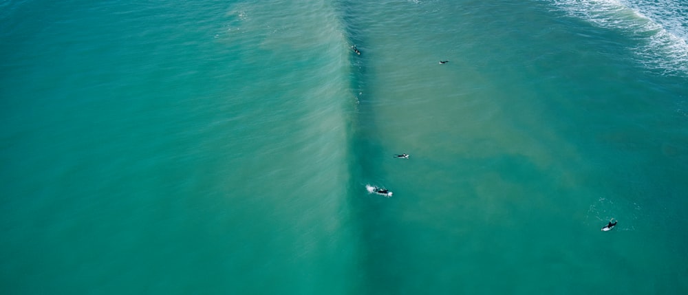 un gruppo di persone che cavalcano tavole da surf in cima a un'onda