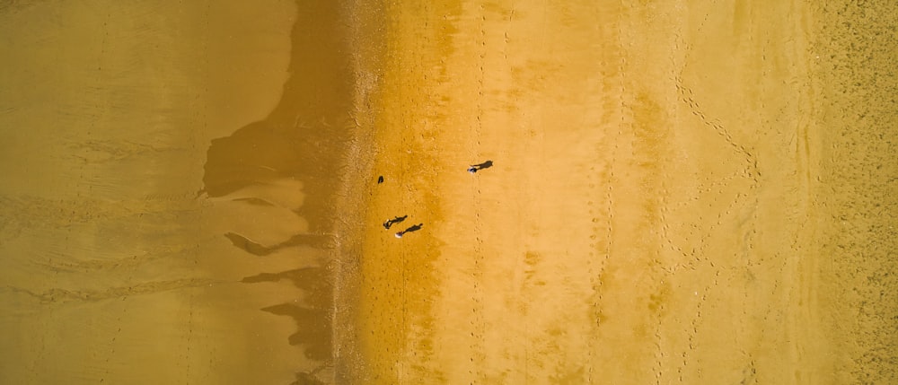 a group of people standing on top of a sandy beach