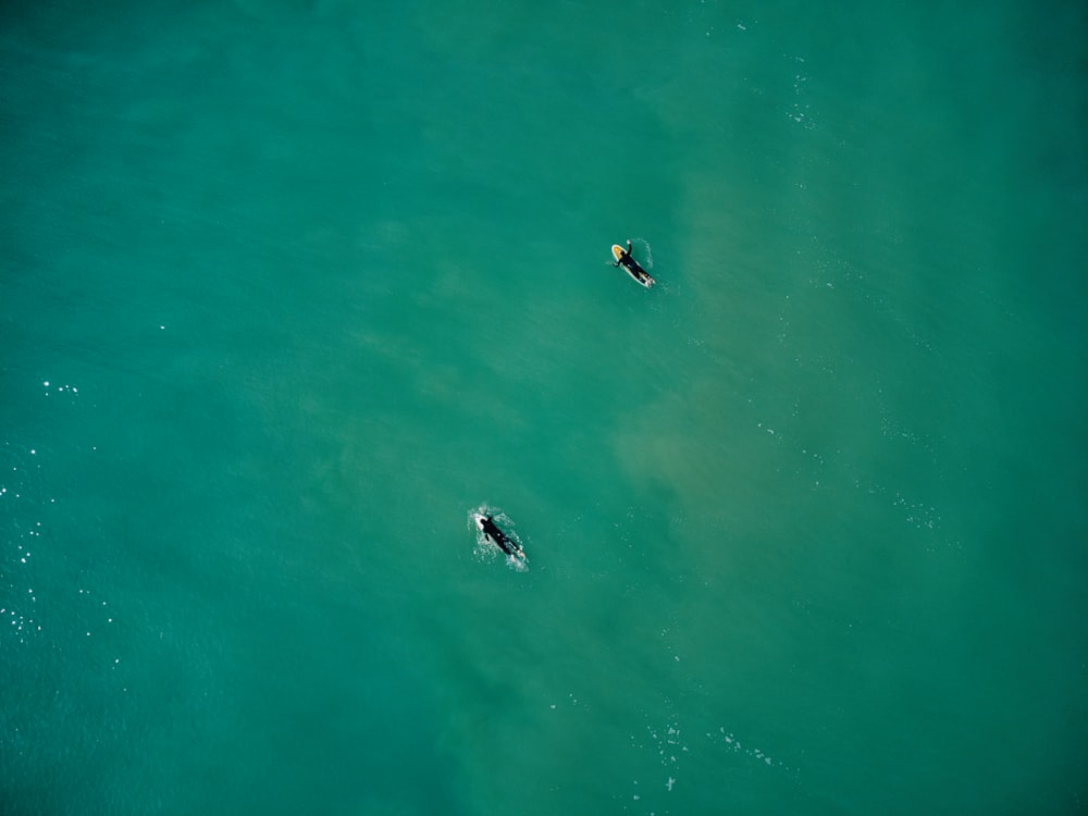 Dos personas están en el agua en sus tablas de surf