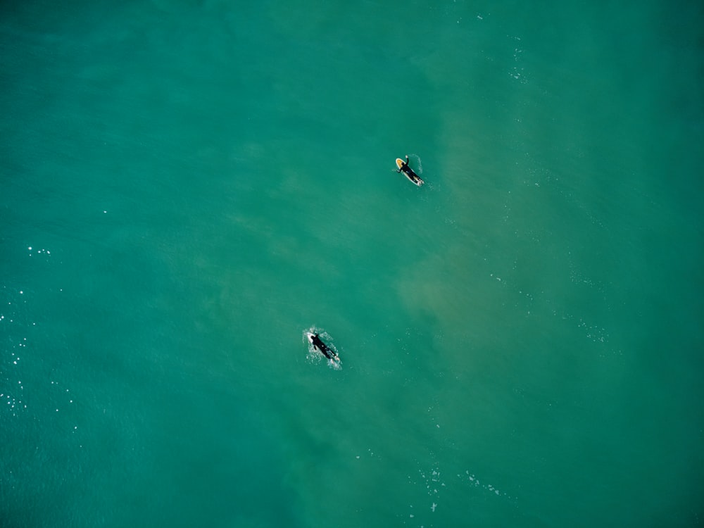 Duas pessoas estão na água em suas pranchas de surfe