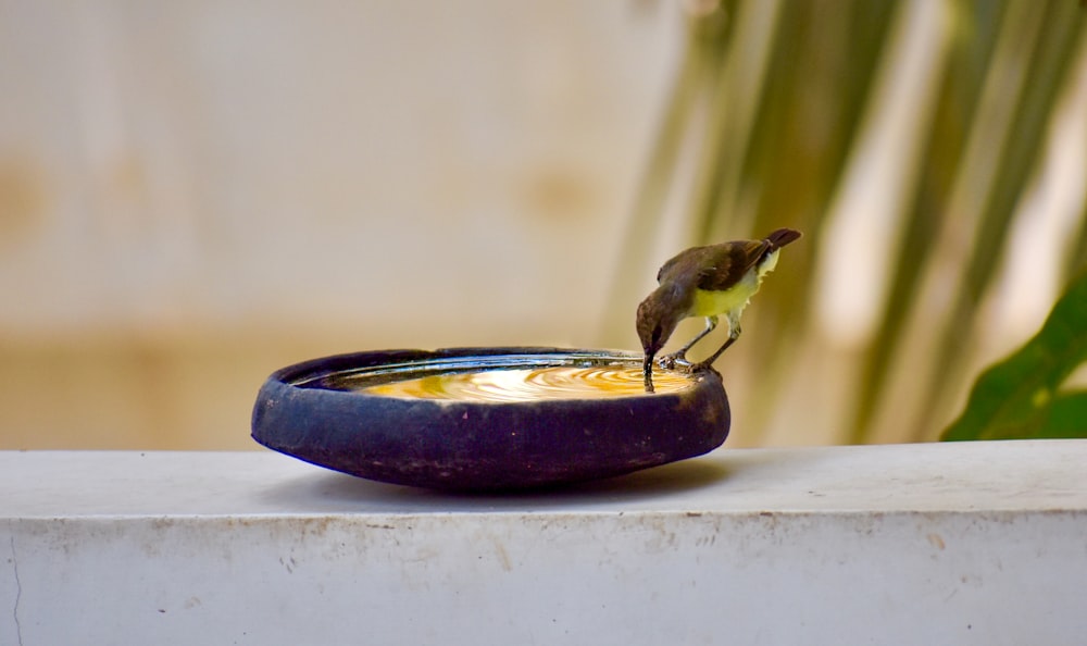 a small bird drinking water from a bowl