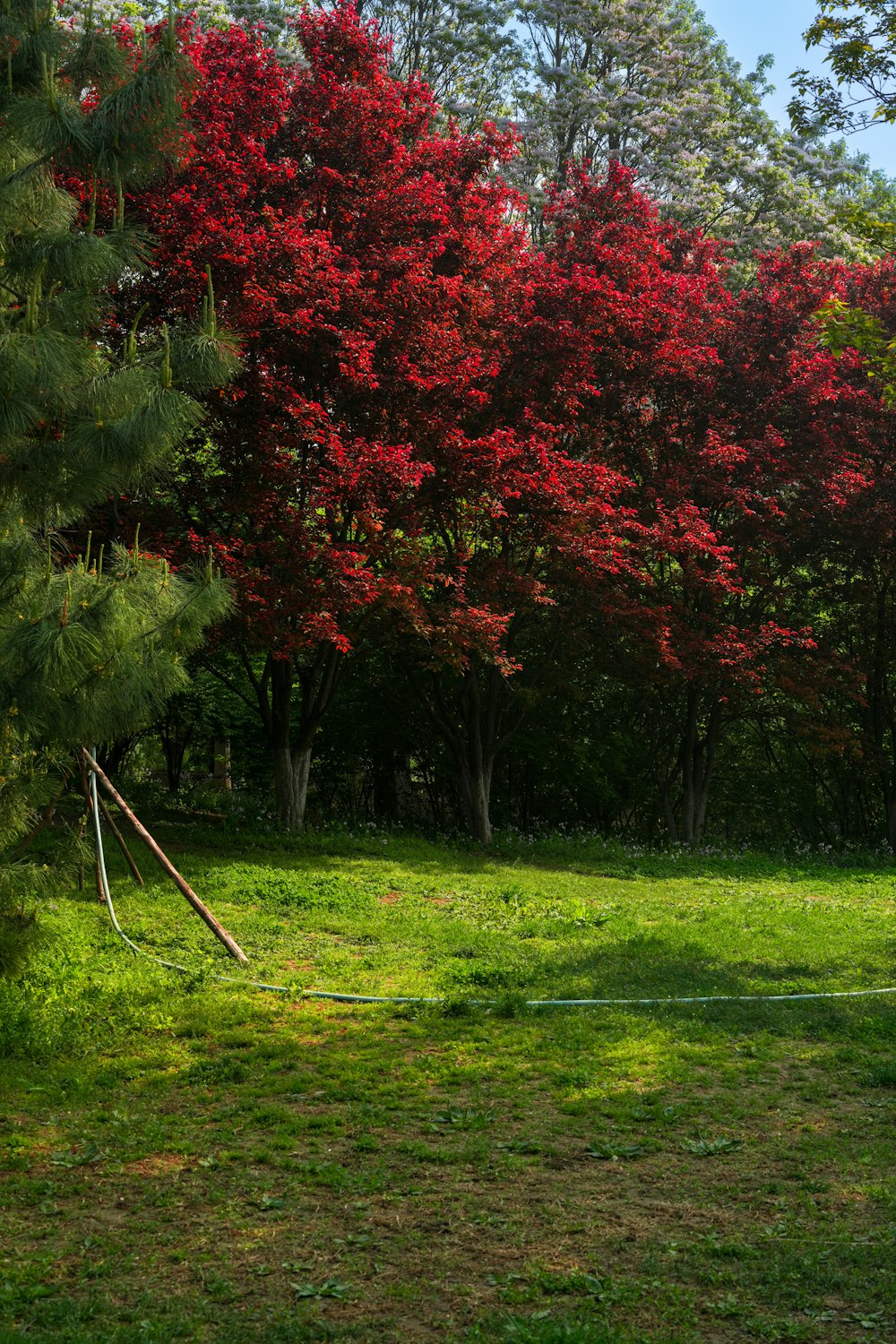 a red tree in the middle of a grassy field