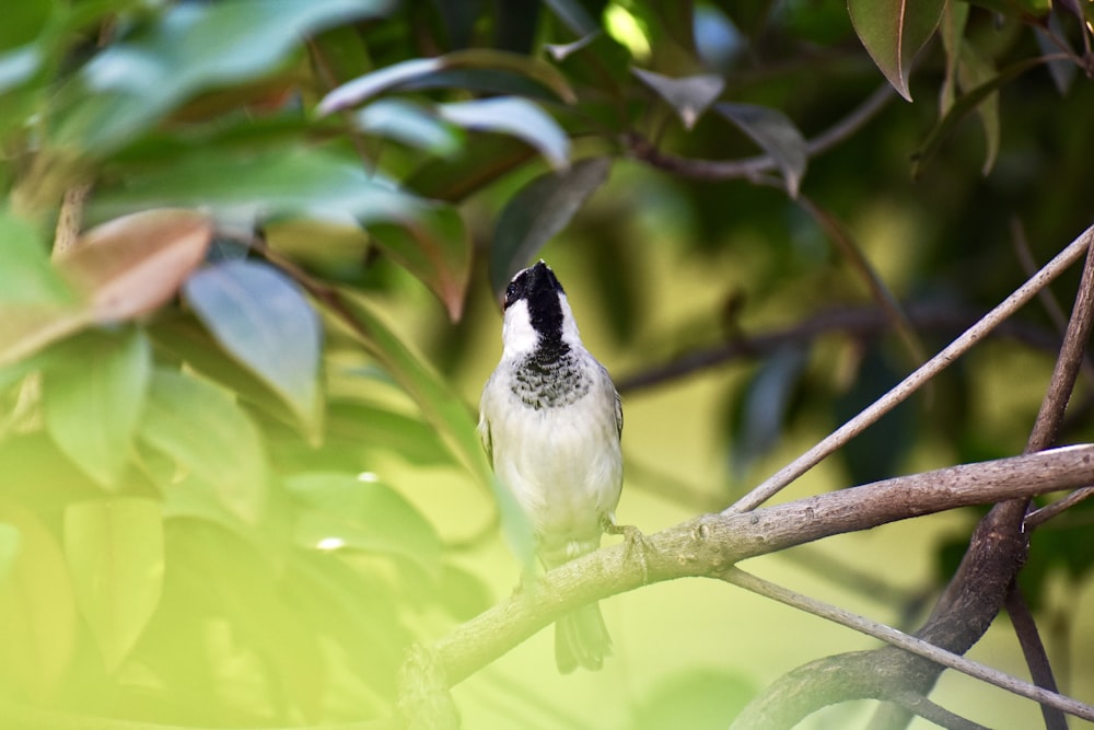 a black and white bird sitting on a tree branch